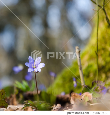 Blossom blue anemone on a forest ground 49661999