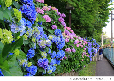 Hydrangea in Asukayama Park Hydrangea in Asukayama Park 49662023