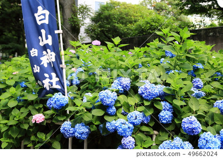Hydrangea Shrine hydrangea Hydrangea Shrine hydrangea 49662024