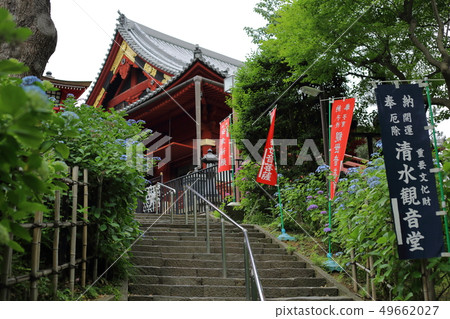 Ueno Shimizu Kanondo's hydrangea Ueno Shimizu Kanondo's hydrangea 49662027
