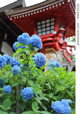 Ueno Shimizu Kanondo的繡球花 49662028