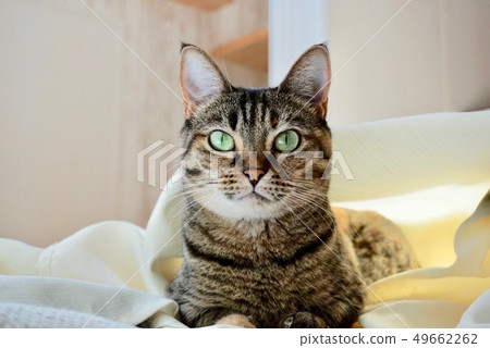 Cat stares 49662262