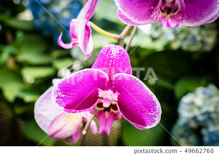 Colorful flower in the garden 49662768