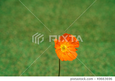 Poppy 49663696