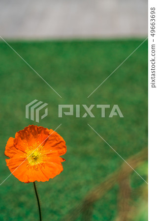 Poppy 49663698