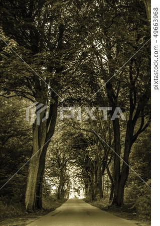 Sidewalk alley path with trees in park. 49663968