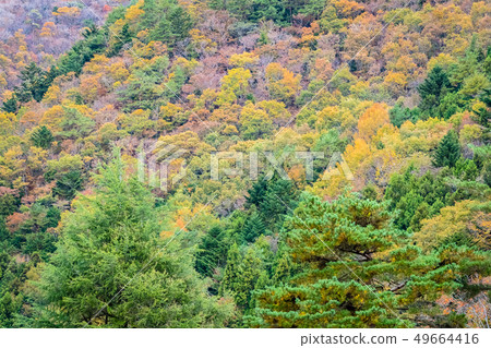 Beautiful landscape a lot of tree with colorful leaf around the mountain Beautiful landscape a lot of tree with colorful leaf around the mountain 49664416