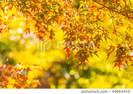 Beautiful maple leaf tree in autumn season Beautiful maple leaf tree in autumn season 49664459