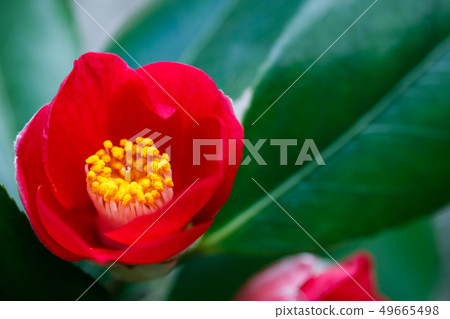 Light of camellia and valley 49665498