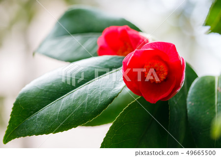 Light of camellia and valley Light of camellia and valley 49665500