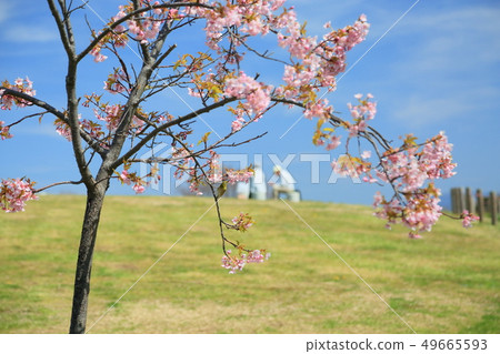 Sakura with early bloom and mezzo Sakura with early bloom and mezzo 49665593