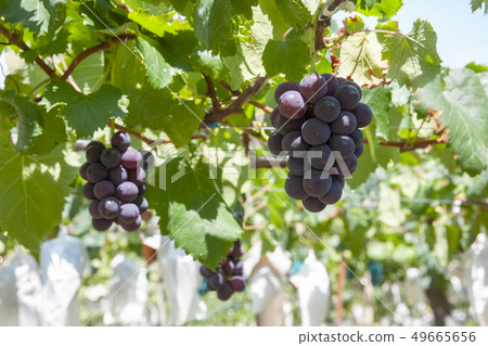 Vineyard Vineyard 49665656