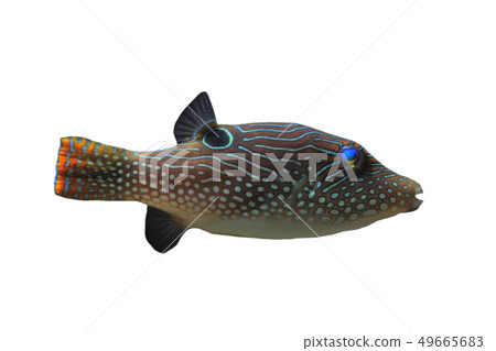 canthigaster solandri 49665683