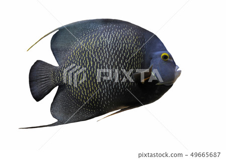 Pomacanthus paru Pomacanthus paru 49665687