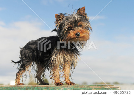 puppy yorkshire terrier 49665725