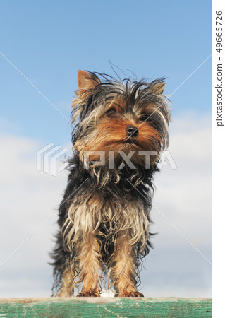 puppy yorkshire terrier 49665726