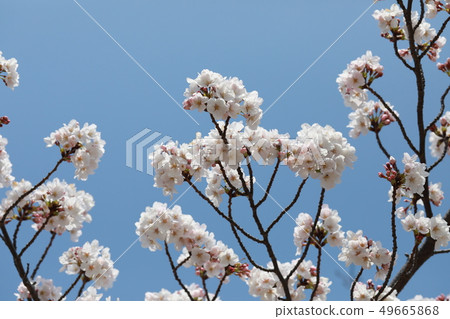 Cherry Blossoms Cherry Blossoms 49665868