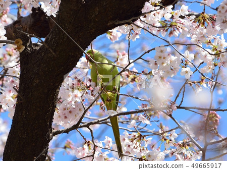Parrot wilded in full bloom cherry blossoms Parrot wilded in full bloom cherry blossoms 49665917