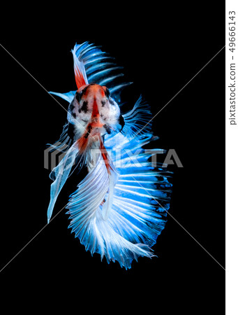 Betta fish Fight in the aquarium Betta fish Fight in the aquarium 49666143