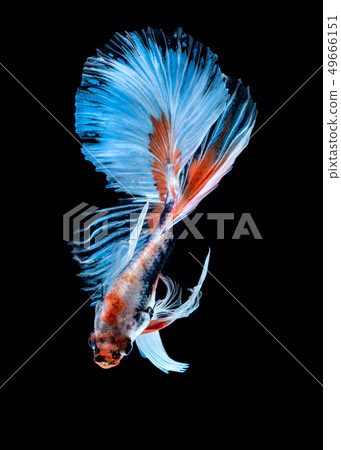Betta fish Fight in the aquarium Betta fish Fight in the aquarium 49666151