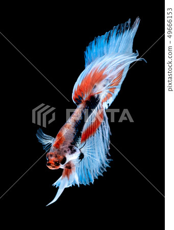Betta fish color National flag  49666153