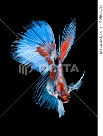 Betta fish color National flag  49666155