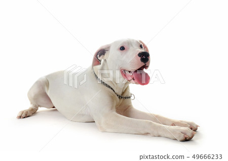 dogo argentino dogo argentino 49666233