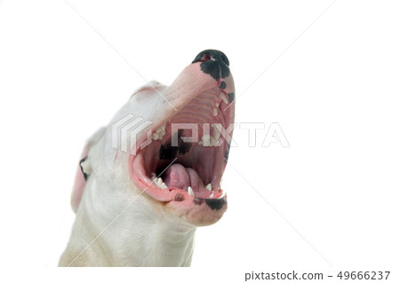 barking dogo argentino barking dogo argentino 49666237