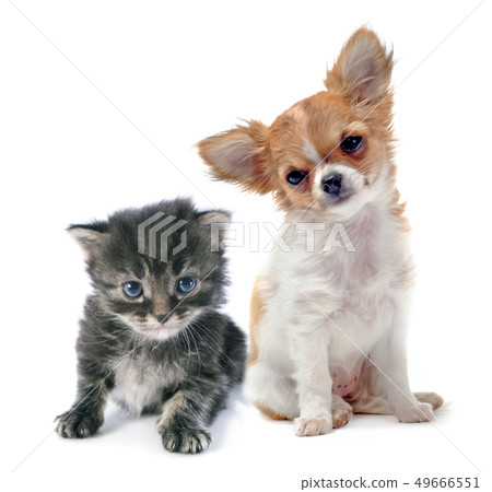 puppy chihuahua and kitten 49666551