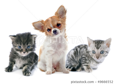 puppy chihuahua and kitten 49666552