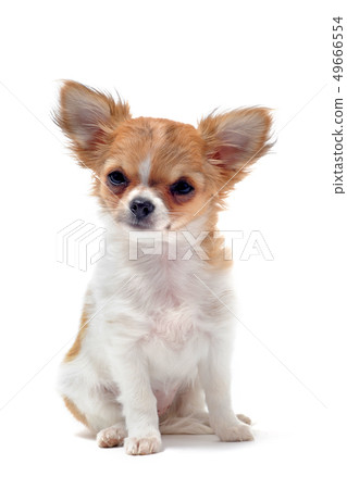 puppy chihuahua 49666554