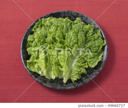 生菜 生菜 49666737