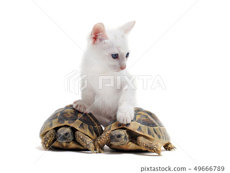 young Tortoises and cat young Tortoises and cat 49666789