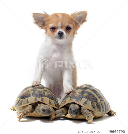 puppy chihuahua and turtles puppy chihuahua and turtles 49666790