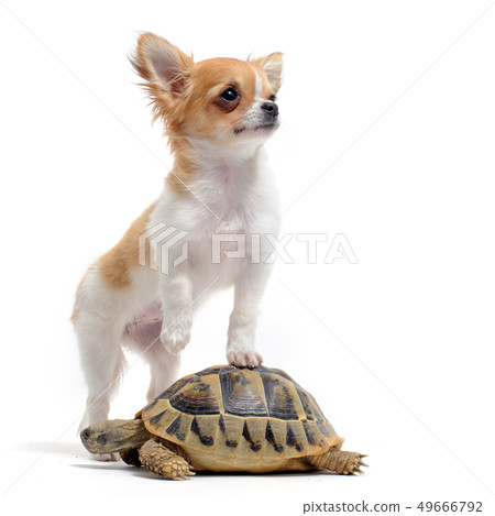 puppy chihuahua and turtle puppy chihuahua and turtle 49666792