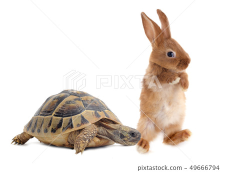 Tortoise and rabbit Tortoise and rabbit 49666794