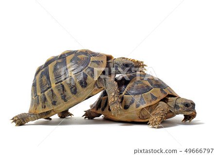 Tortoises having sex 49666797
