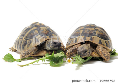 Tortoises eating Tortoises eating 49666798