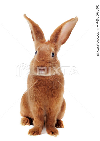 young rabbit young rabbit 49666800