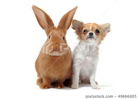 puppy chihuahua and bunny puppy chihuahua and bunny 49666805