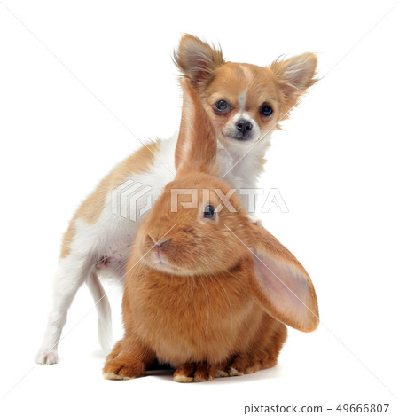 puppy chihuahua and bunny puppy chihuahua and bunny 49666807