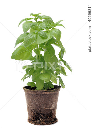 basil in pot isolated 49666814