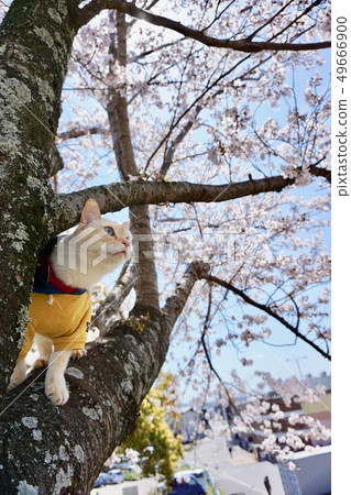 Cat and flower cherry blossom Cat and flower cherry blossom 49666900