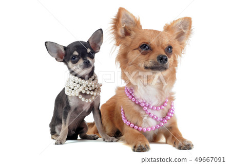 chihuahuas with pearl collar 49667091