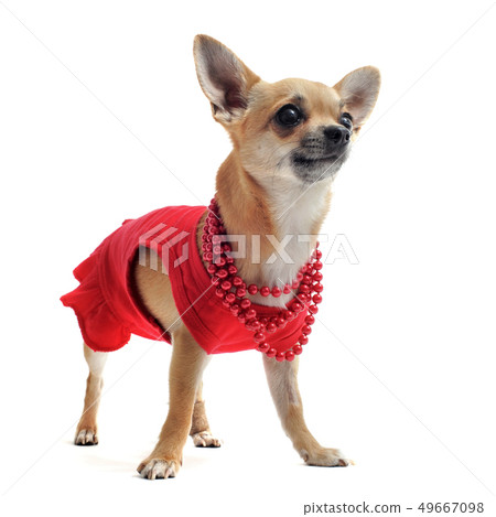 chihuahua with clothes 49667098