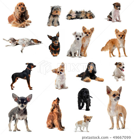 group of little dogs 49667099