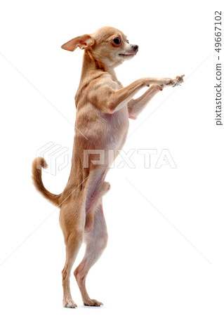 chihuahua upright 49667102