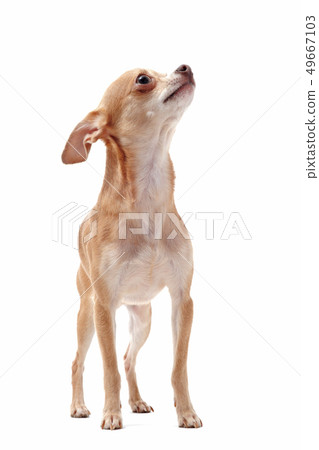 short hair chihuahua 49667103