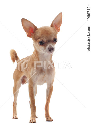 short hair chihuahua 49667104