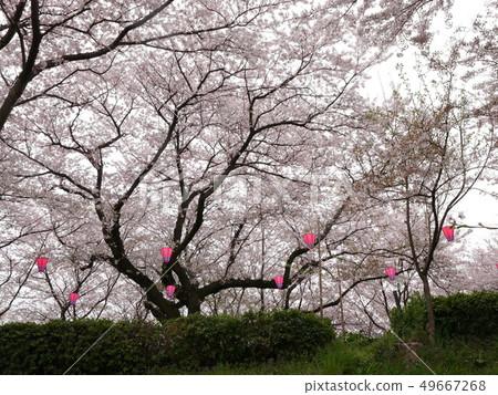 Cherry Blossoms	 49667268